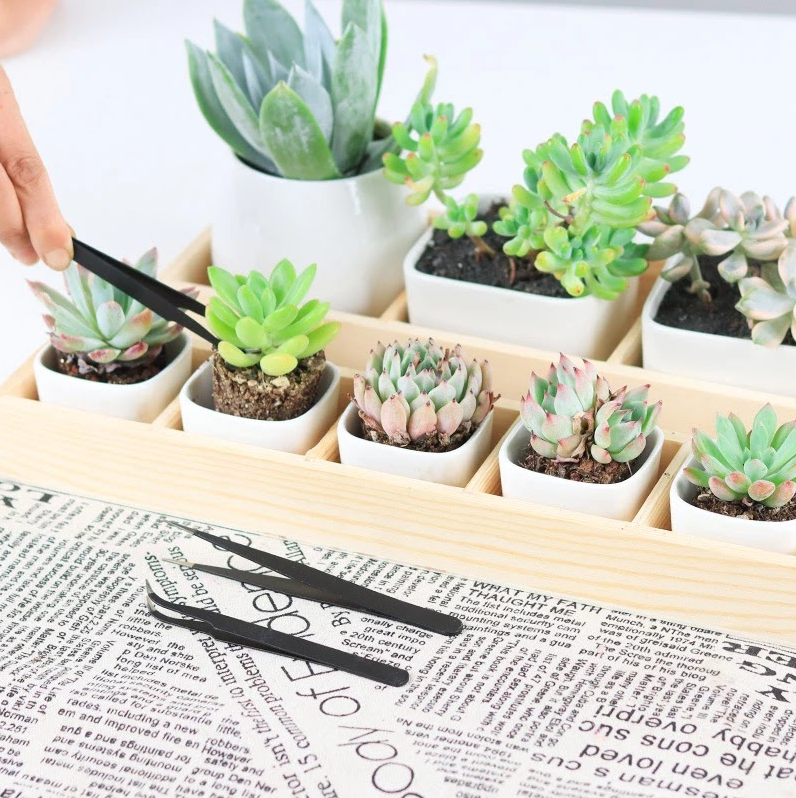 Kit de jardinage pour plantes succulentes, ensemble d'outils pour plantes d'intérieur - 1000-Cadeaux